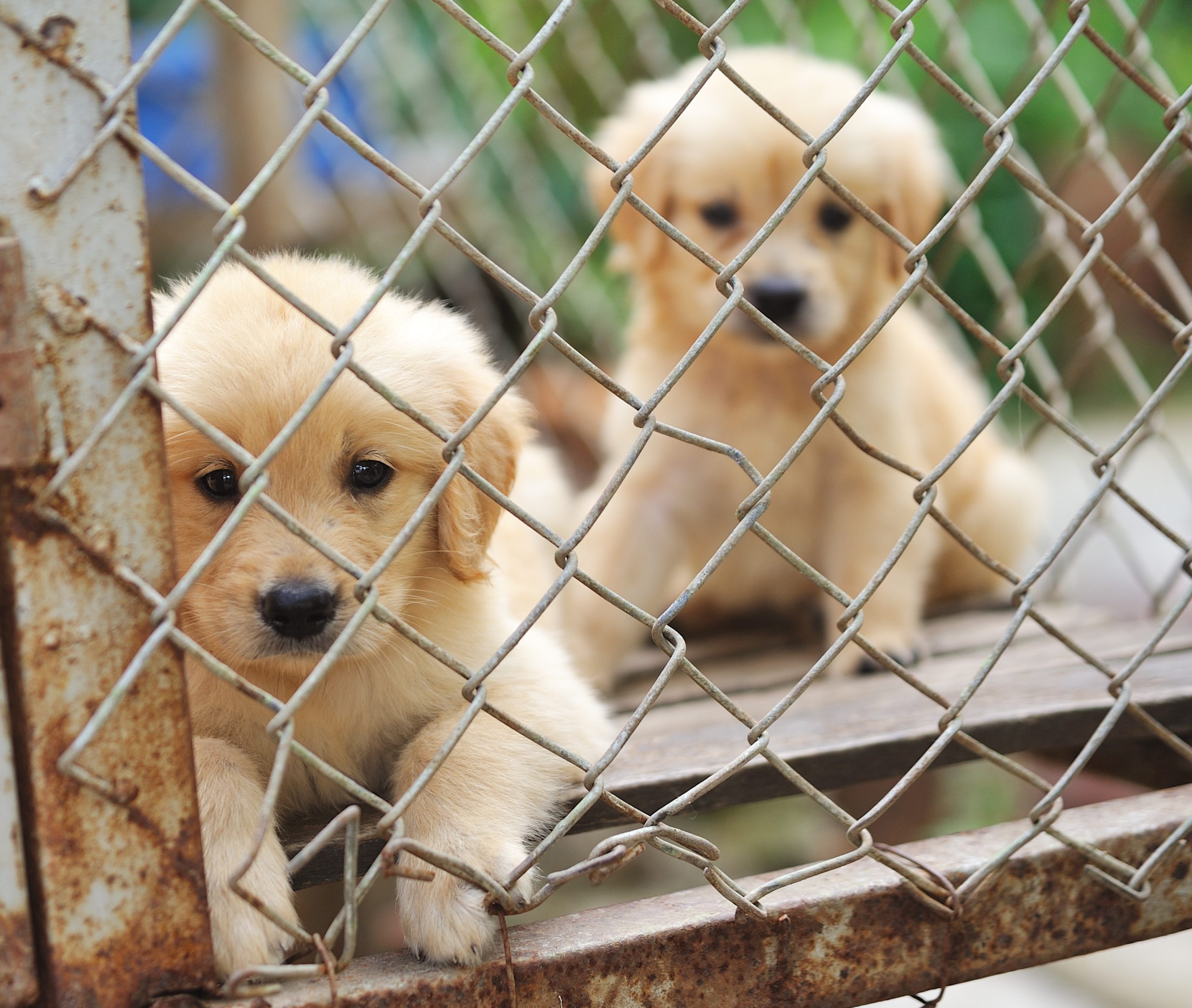 what is wrong with puppy mills